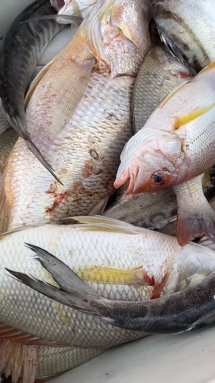 Freshly caught fish piled together in a cooler.